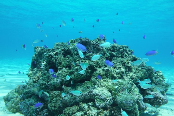 Small group snorkeling (5 people max): wrecks & tropical fishes at 1:00pm - Weather reality: what to pack for sun, rain, and wind