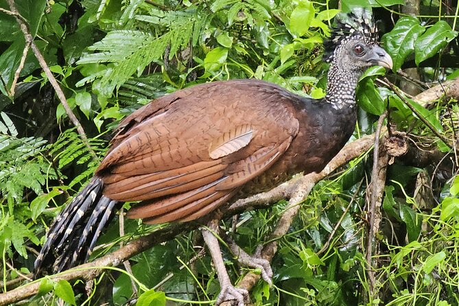 Small Group Tortuguero National Park Canoe Tour - Wildlife expectations: caimans and monkeys are on the table, birds are the focus