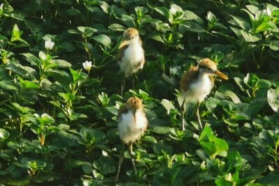 Small Group Tortuguero National Park Canoe Tour - Paddling the Tortuguero National Park canals: what you’re really paying for