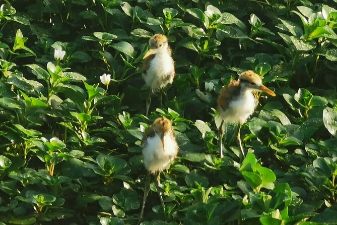 Small Group Tortuguero National Park Canoe Tour - Paddling the Tortuguero National Park canals: what you’re really paying for