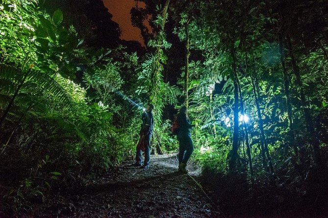 Small-Group Tortuguero National Park Night Walk in Costa Rica - Tortuguero National Park after dark: why this walk works