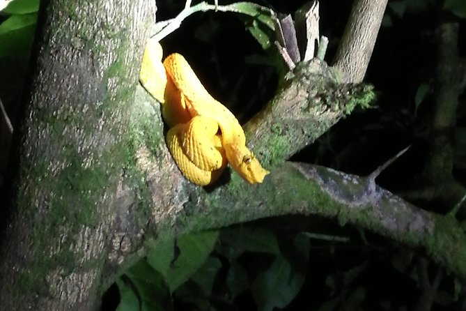 Small-Group Tortuguero National Park Night Walk in Costa Rica - The 2-hour itinerary: what the night walk actually looks like