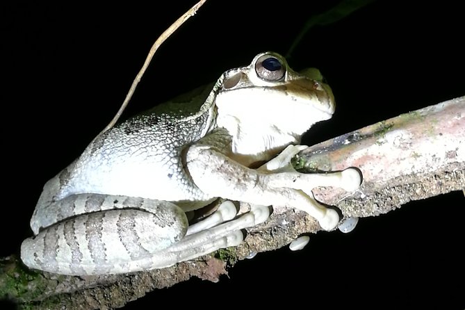 Small-Group Tortuguero National Park Night Walk in Costa Rica - What you might see: sloths, snakes, frogs, and more