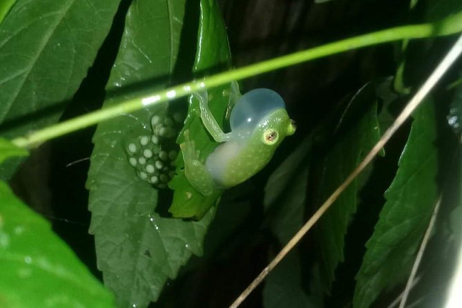 Small-Group Tortuguero National Park Night Walk in Costa Rica - What to bring for a smoother night walk