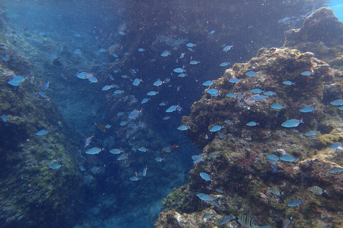 Snorkel in Lanzarote with Guide - Gear, paperwork, and fitting: the part beginners worry about