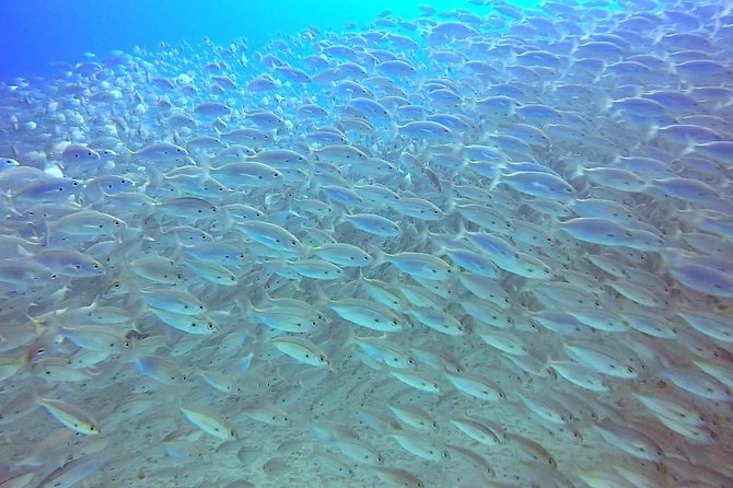 Snorkel in Lanzarote with Guide - What you’ll see: marine life you can actually spot