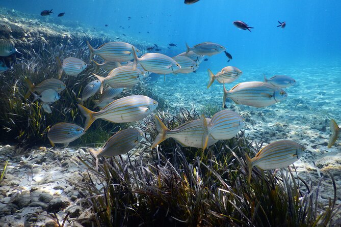 Snorkeling Adventure Trip - Paradise Beach snorkeling, guided and low-stress