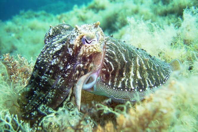 Snorkeling Adventure Trip - Gear and wetsuits: included, and sized for you