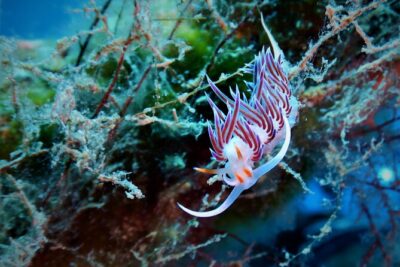 Snorkeling Adventure Trip - The briefing: what the guide covers before you snorkel