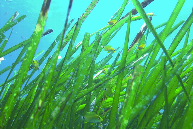 Snorkeling Adventure Trip - The time you spend snorkeling (and why it feels short in a good way)