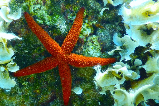 Snorkeling Adventure Trip - What’s included, what’s not, and the small extras