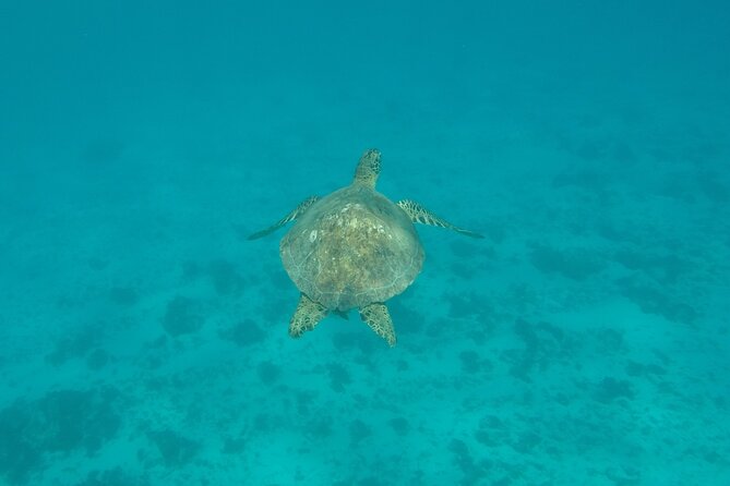 Snorkeling excursion and encounter with marine fauna in Moorea - Cruising the lagoon: dolphins, whales, and those changing colors