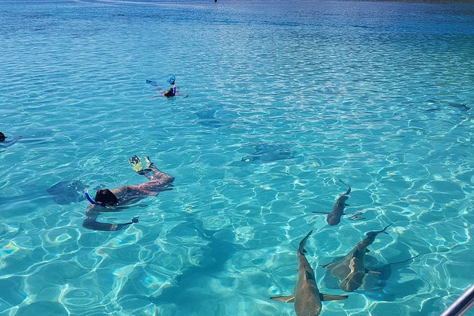 Snorkeling excursion, discovery of the lagoon, small group. - Small-group lagoon time in Moorea: what this experience really feels like
