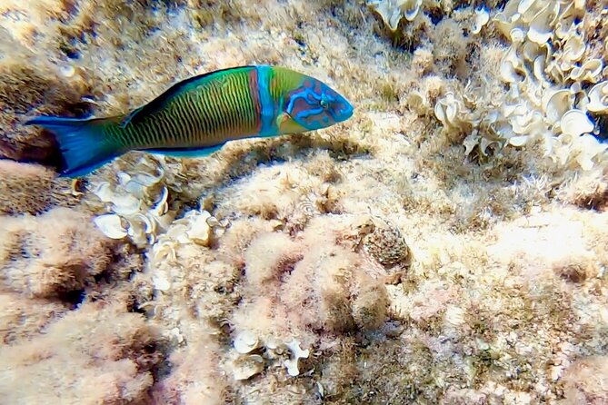 Snorkeling Experience to discover the dolphin inside you! - Meet Cinzia (and Use the Language Help)