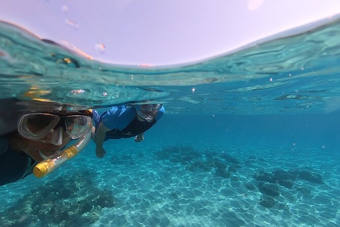 Snorkeling Experience to discover the dolphin inside you! - Price and Value: What You’re Paying For at $46.10