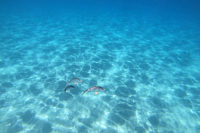 Snorkeling Experience to discover the dolphin inside you! - Who This Snorkeling Tour Fits Best (and Who Might Want Another Option)