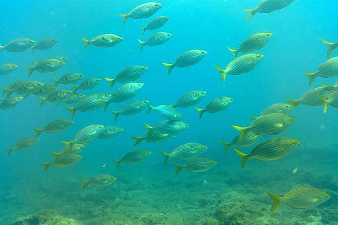 Snorkeling in Gran Canaria with Hotel Pick-up - Timing and what the 3 hours usually feels like