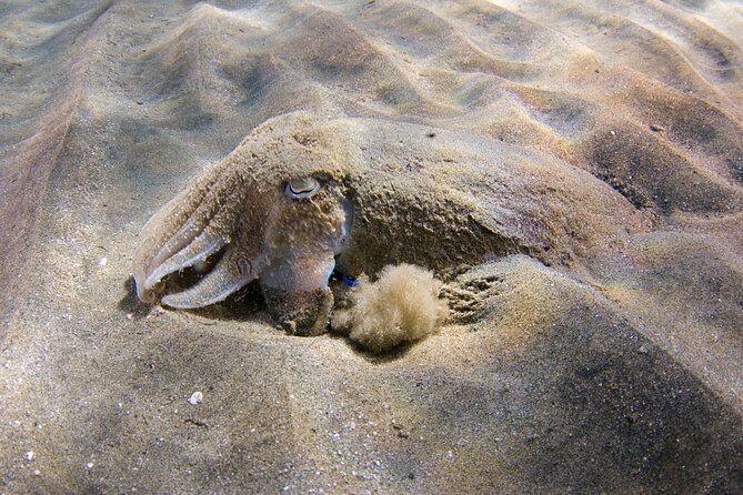 Snorkeling in Gran Canaria with Hotel Pick-up - Who should book this snorkel trip in Gran Canaria
