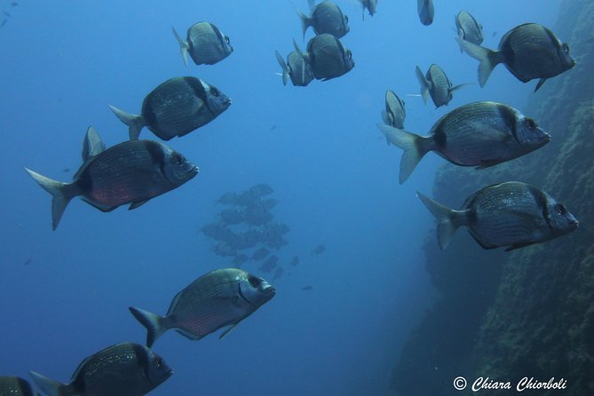 Snorkeling in the Marine Protected Area of Capo Carbonara - Logistics that keep the day smooth: Villasimius meeting point and pickup