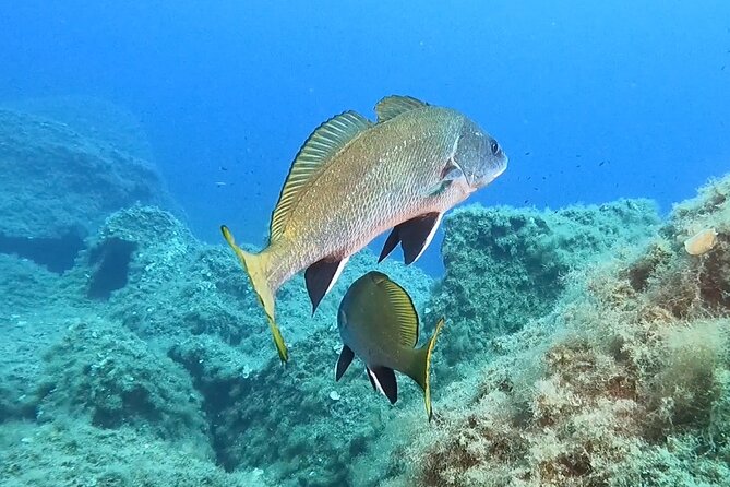 Snorkeling in the Marine Protected Area of Capo Carbonara - Small group size: why “up to 20” matters in practice