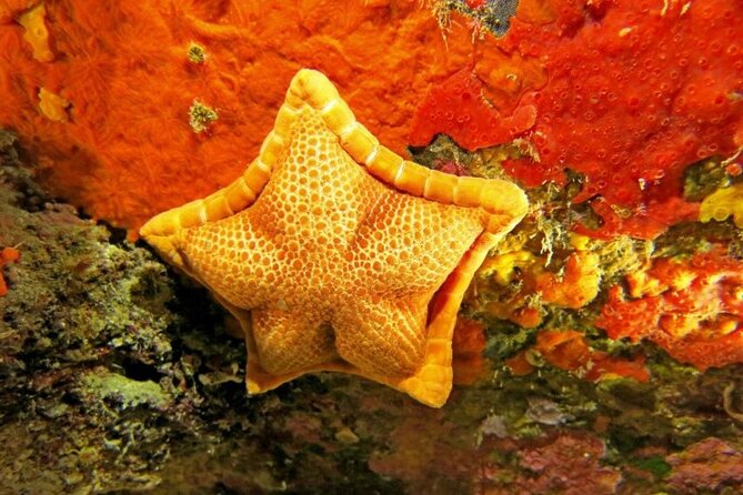 Snorkeling in the Marine Protected Area of Capo Carbonara - Price and value: what $66.08 really buys you