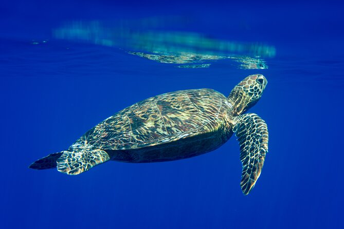 Snorkeling picnic in 4h30 with lunch in Tahiti - Key highlights at a glance