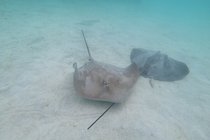 Snorkeling picnic in 4h30 with lunch in Tahiti - Snorkel Stop 2: freshwater springs, coral garden, and turtles