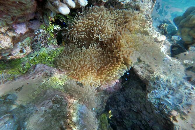 Snorkeling picnic in 4h30 with lunch in Tahiti - Snorkel Finale: white sandbank, rays underfoot, and the meal