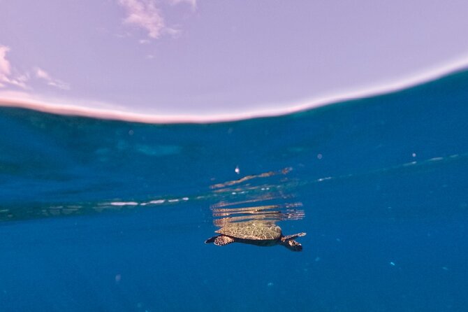 Snorkeling picnic in 4h30 with lunch in Tahiti - Polynesian lunch on board: raw coconut milk fish, rice, and tubers