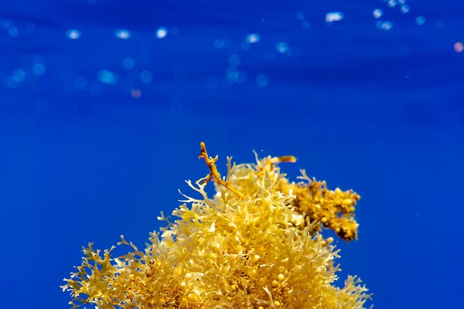 Snorkeling picnic in 4h30 with lunch in Tahiti - Price and value: why $218.64 can make sense here