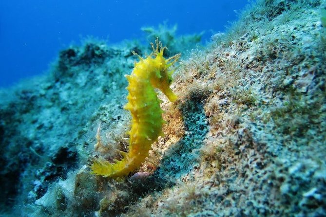Snorkeling Tour Coast to Coast Taormina and Isola Bella - Key Highlights You’ll Care About