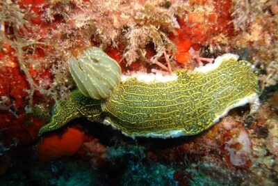 Snorkeling Tour Coast to Coast Taormina and Isola Bella - The Meeting Point at Taormina Diving Center: How Not to Get Flustered
