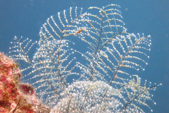 Snorkeling Tour Coast to Coast Taormina and Isola Bella - Equipment, Wetsuits, and What Beginner Support Feels Like