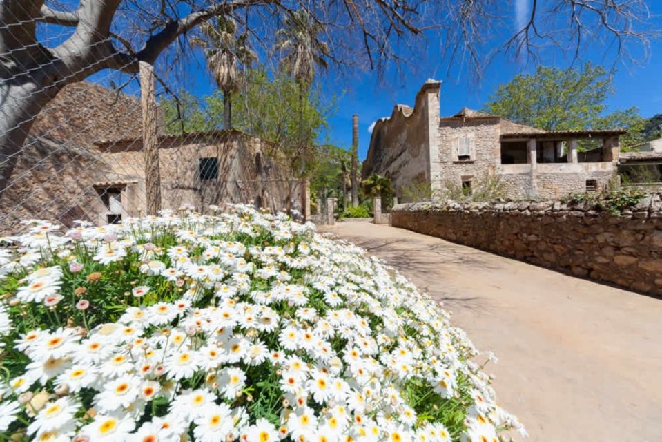 Sóller: Jardines de Alfabia Entrance Ticket - Season reality check: hydrangeas, shade, and flower expectations