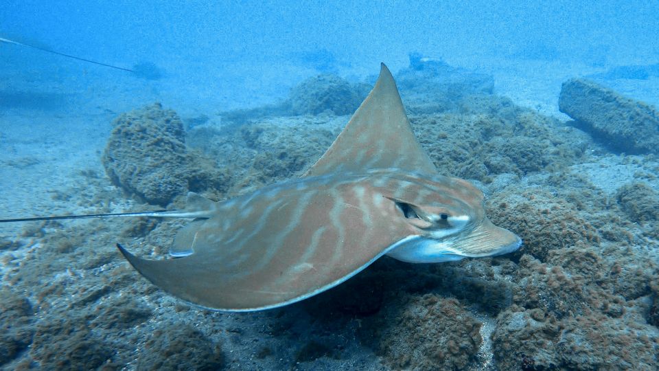 South Tenerife: Guided Snorkeling - South Tenerife shore snorkeling: why this format works