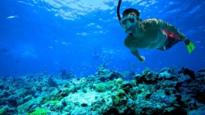 South Tenerife: Guided Snorkeling - The 2-hour flow, with the important 50 minutes in the water