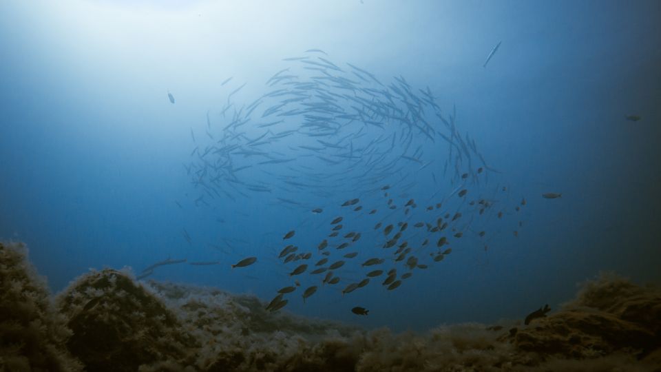South Tenerife: Guided Snorkeling - Who this snorkeling tour is best for
