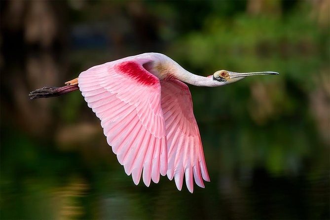 Spectacular Palo Verde Eco-Tour & Blue Zone Adventure - Key Highlights You’ll Feel During the Day