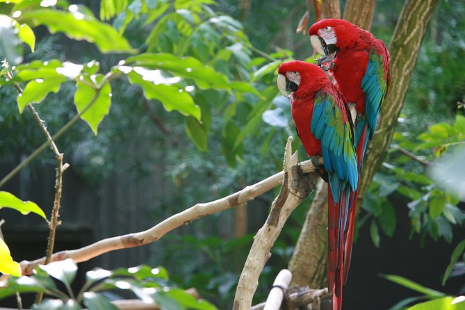 Spectacular Palo Verde Eco-Tour & Blue Zone Adventure - Why the Tempisque River Makes This Feel Like a Real Safari
