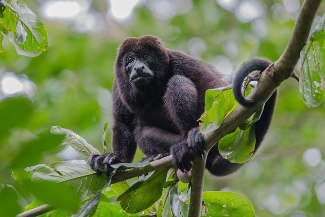 Spectacular Palo Verde Eco-Tour & Blue Zone Adventure - Tempisque River Cruise: What You’re Really Paying For