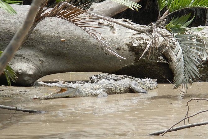 Spectacular Palo Verde Eco-Tour & Blue Zone Adventure - Lunch Included: Food That Saves Time and Adds Flavor