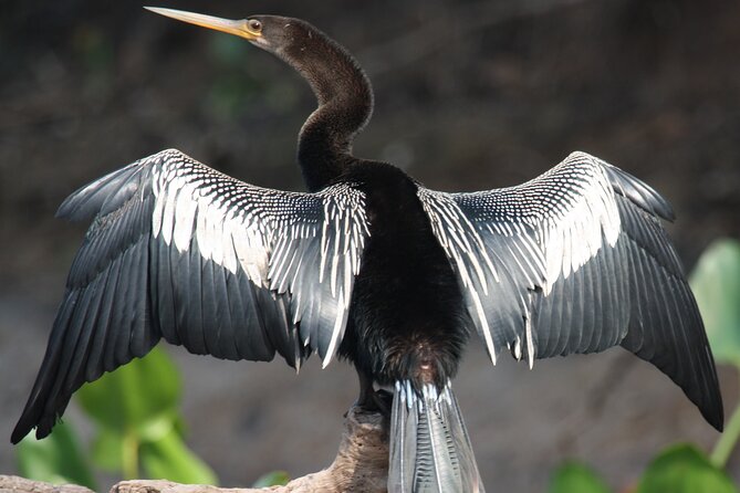 Spectacular Palo Verde Eco-Tour & Blue Zone Adventure - Pricing and Value: Is $148.72 a Good Deal?