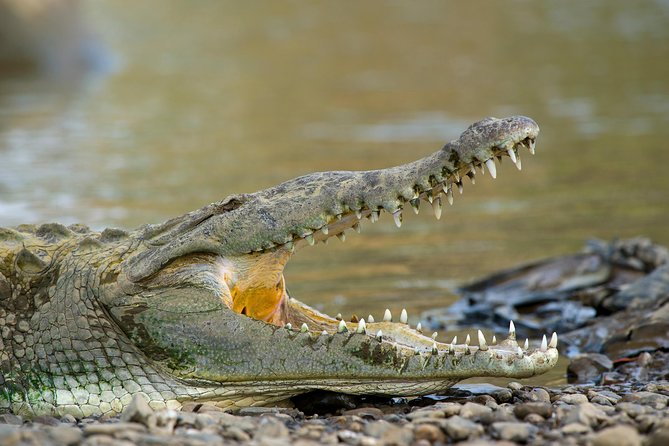 Spectacular Palo Verde Eco-Tour & Blue Zone Adventure - The Palo Verde National Park Stop: Flora, Fauna, and the River Edge
