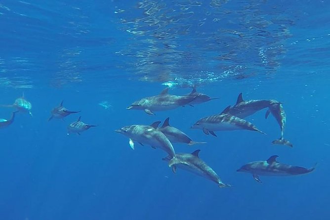 Spirit of the Sea: Cetacean sighting in Gran Canaria - Key highlights worth knowing