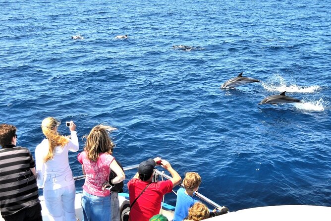 Spirit of the Sea: Cetacean sighting in Gran Canaria - On the water with the crew: how the “search” actually plays out