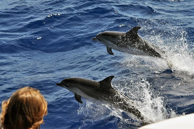 Spirit of the Sea: Cetacean sighting in Gran Canaria - What else you can see: turtles, flying fish, and more