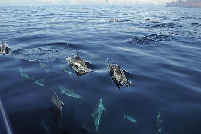 Spirit of the Sea: Cetacean sighting in Gran Canaria - The customer-service mix: what to watch for
