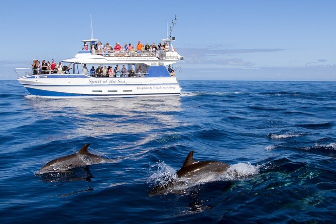 Spirit of the Sea: Cetacean sighting in Gran Canaria - Price and value: is $48.27 a smart buy?