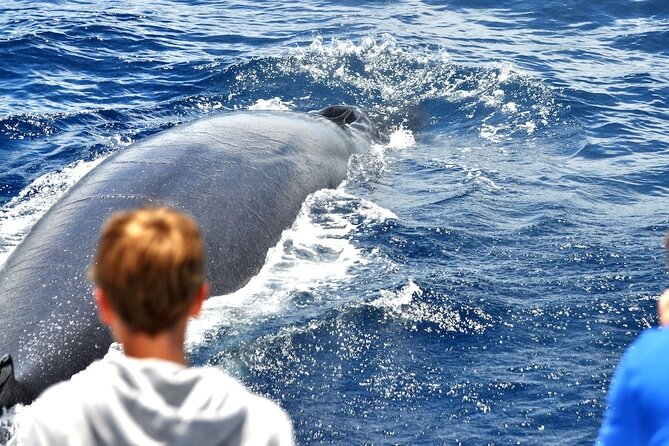 Spirit of the Sea: Cetacean sighting in Gran Canaria - The glass-bottom catamaran: the viewing upgrade that matters