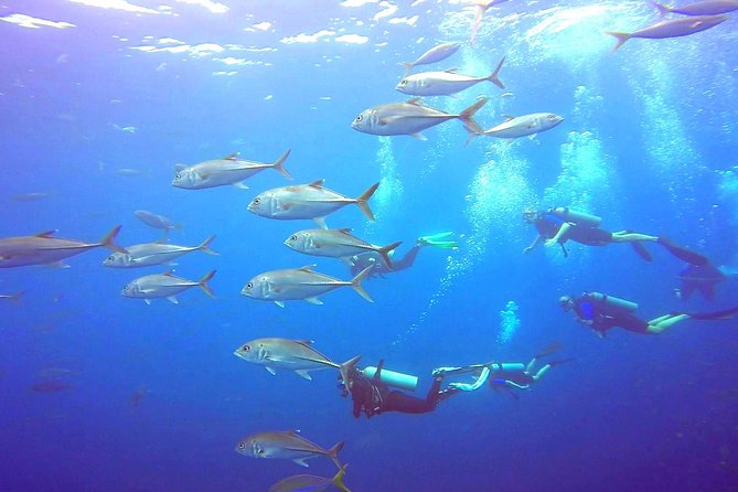 SSI Open Water Diver Course - Tamarindo and the SSI Open Water course: why this pairing works